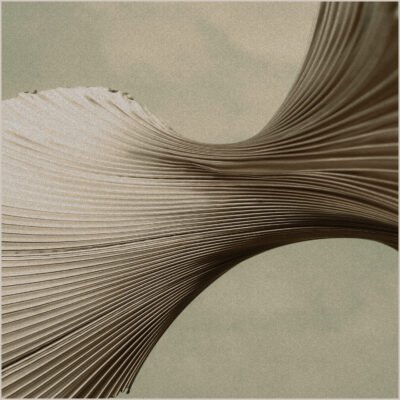 shape